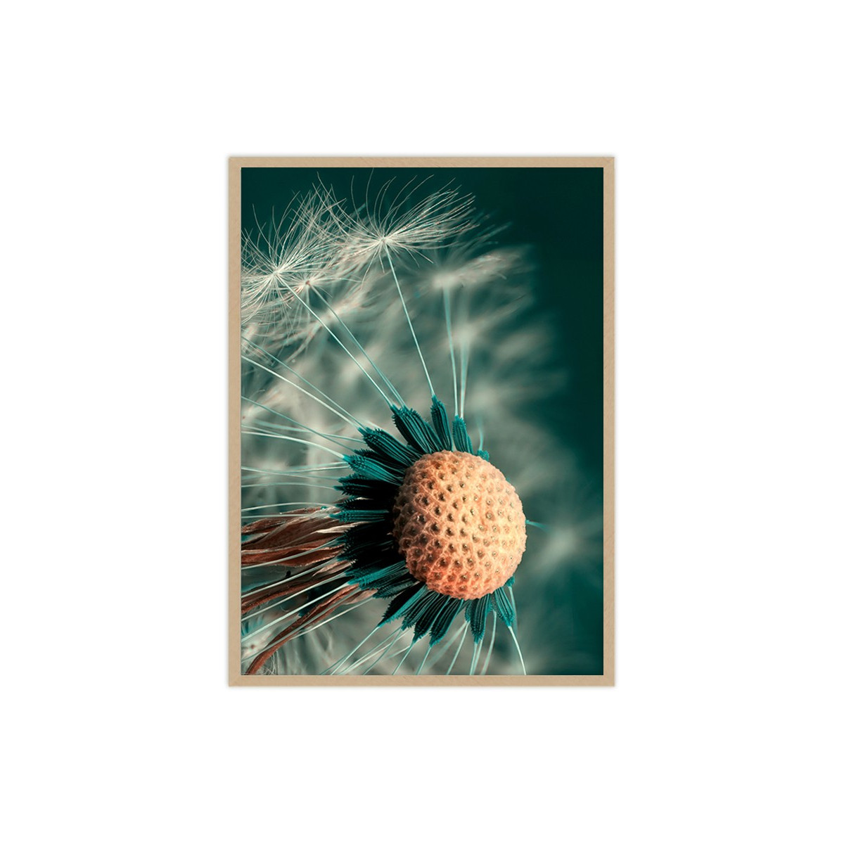Постер в рамке "Dandelion"