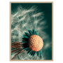 Постер в рамке "Dandelion"