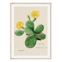 Постер в рамке "Cactus"