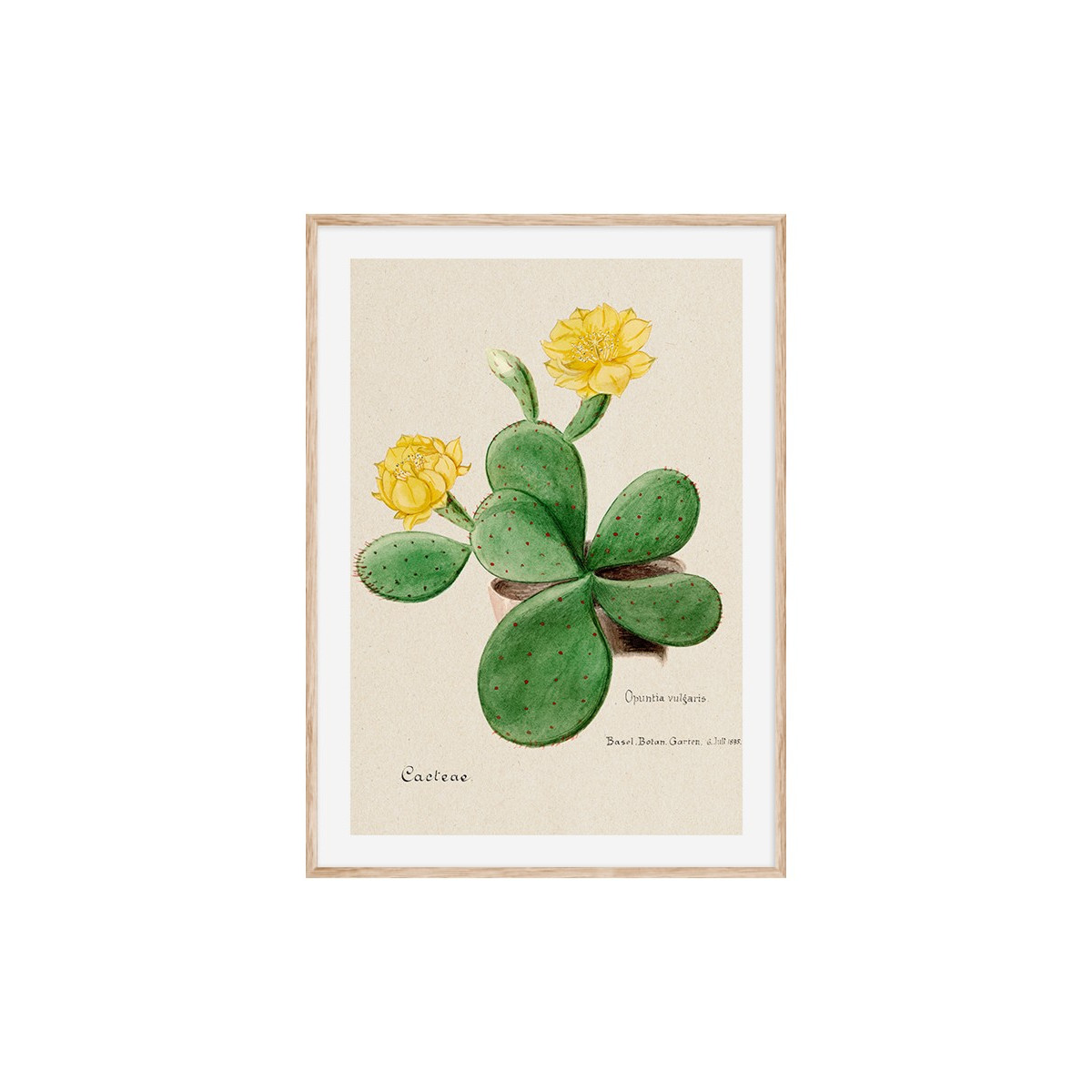 Постер в рамке "Cactus"