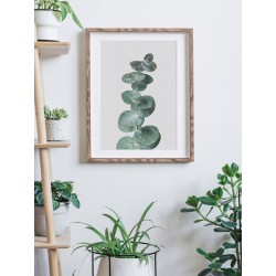 Постер в рамке "EUCALYPTUS"