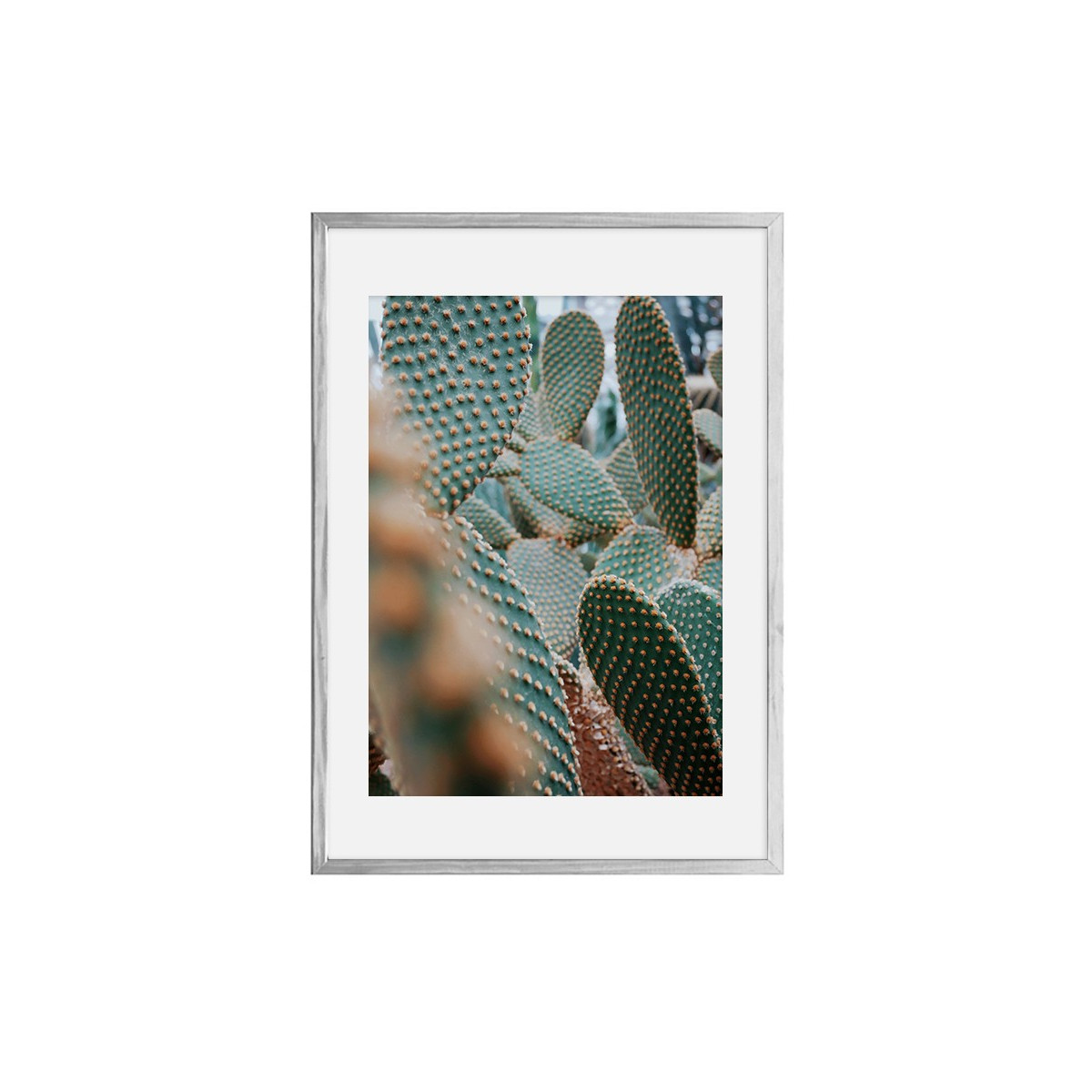 Постер в рамке "Cactus"
