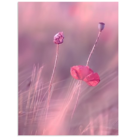 Комплект постерів "Pink love"