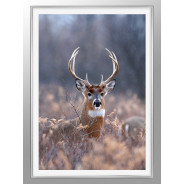 Постер в рамке "Deer"