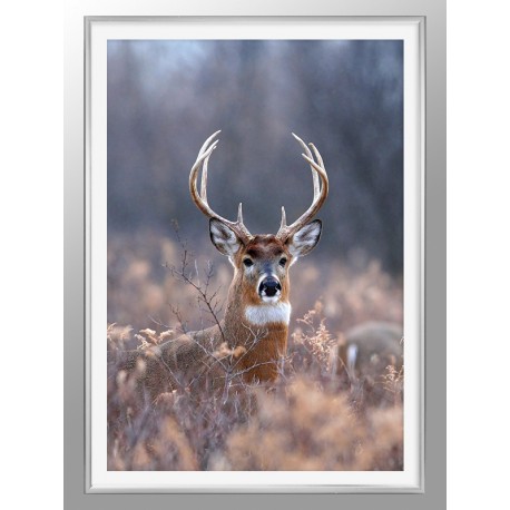 Постер в рамке "Deer"