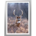 Постер в рамке "Deer"