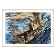 Постер "Old tree"