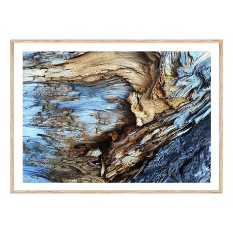 Постер "Old tree"