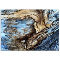 Постер "Old tree"