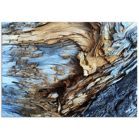 Постер "Old tree"