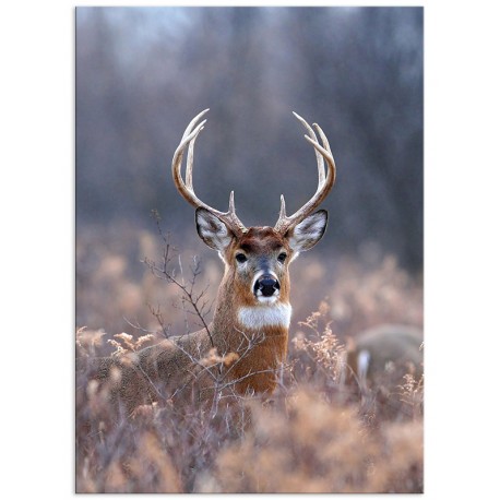Постер "Deer"