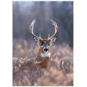 Постер "Deer"