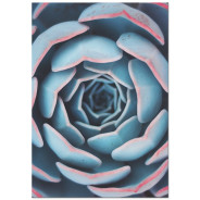 Постер "Succulents"