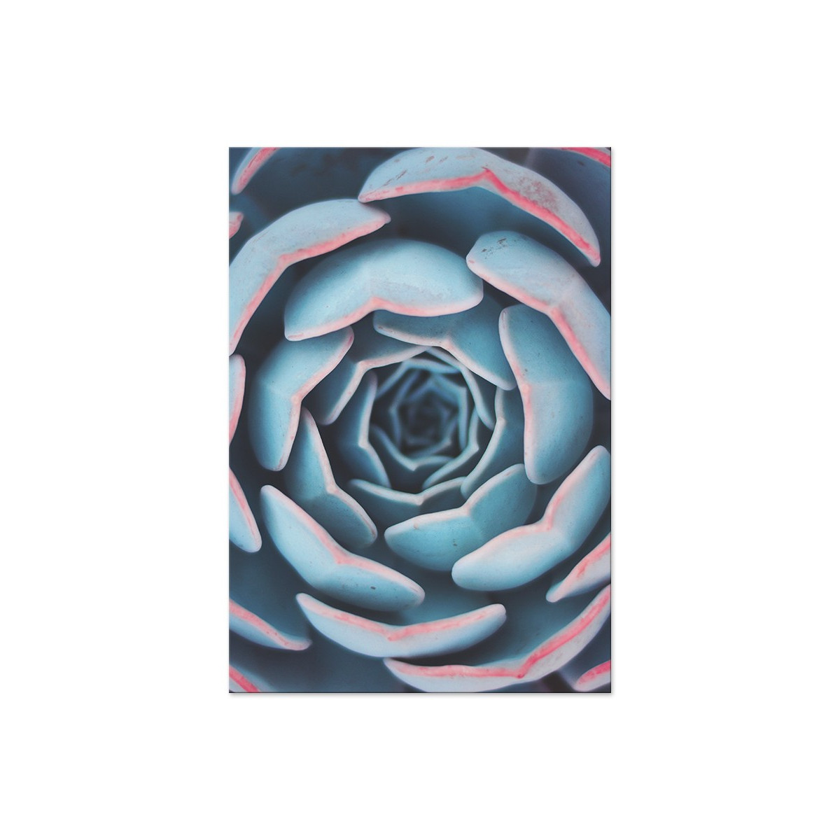 Постер "Succulents"