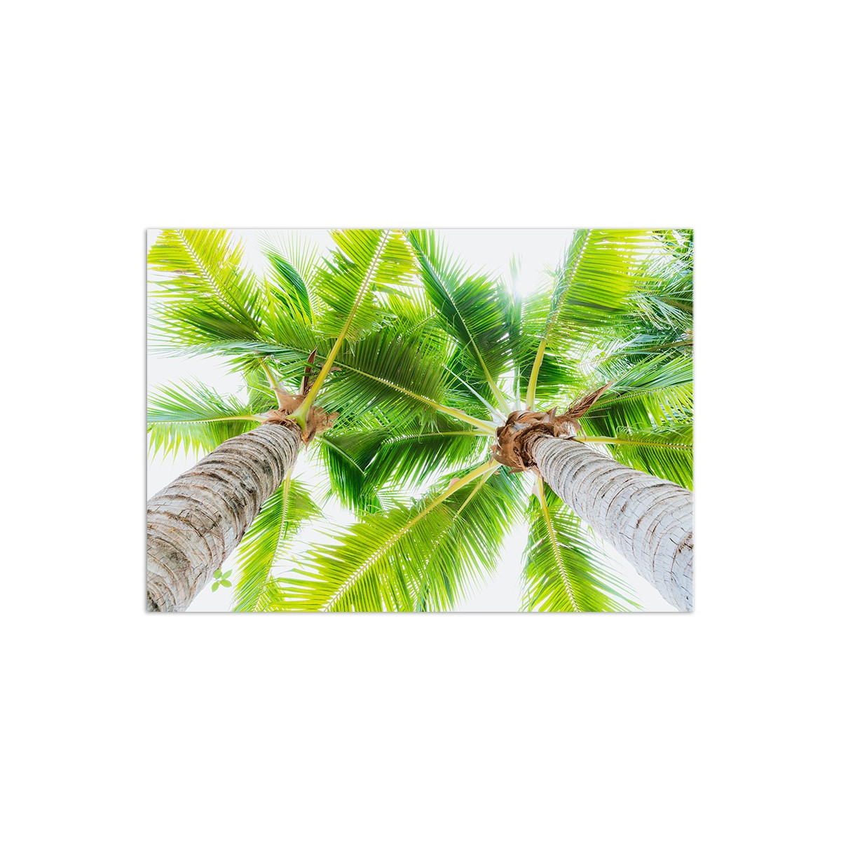 Постер "Palm"
