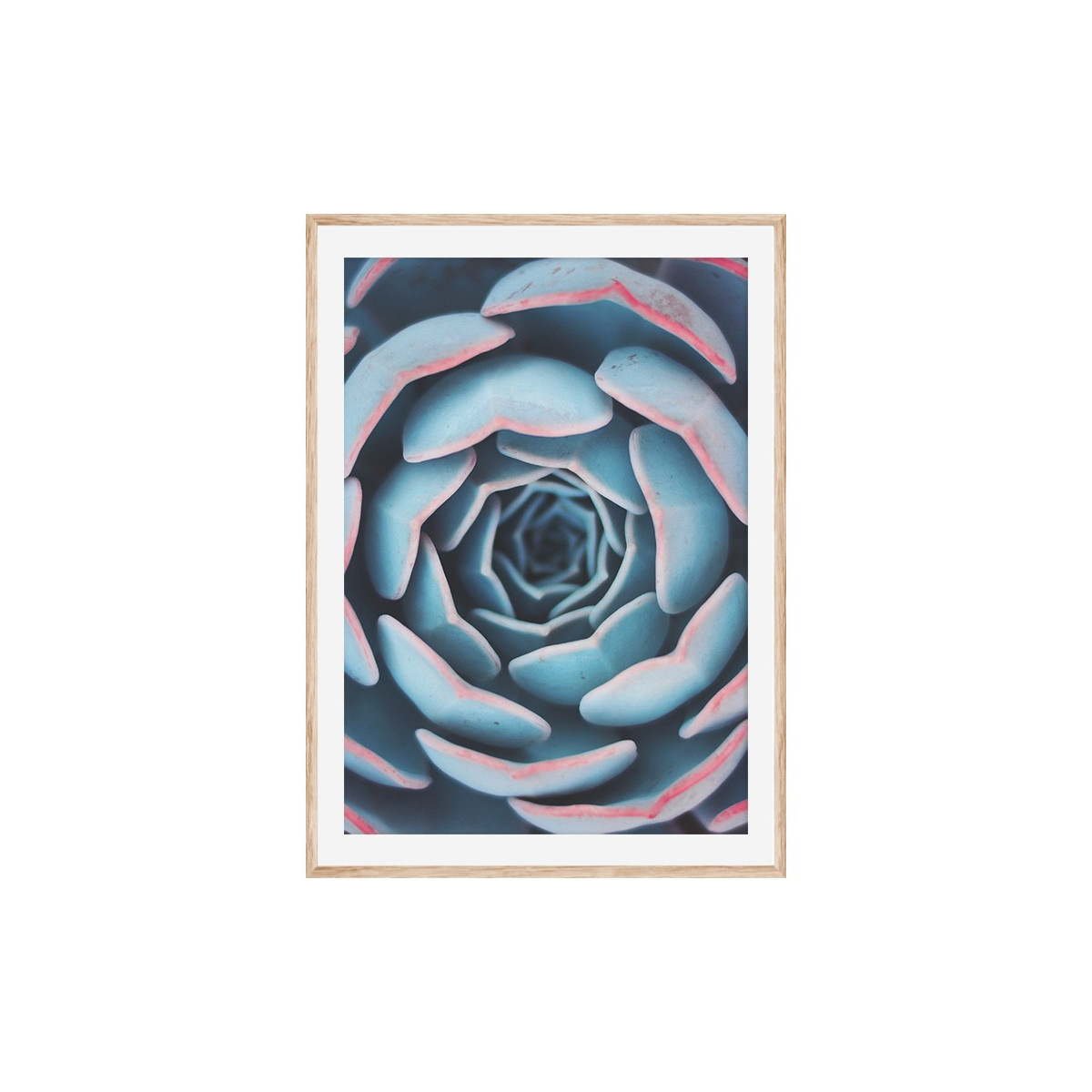 Постер в рамці "Succulent"
