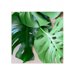 Комплект постеров "Monstera"