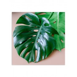 Комплект постерів "Monstera"