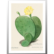 Комплект постеров "Cactus"