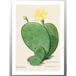 Комплект постеров "Cactus"