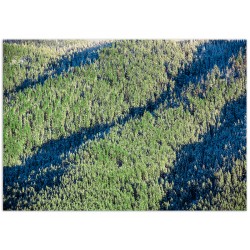 Комплект постерів "Olive"