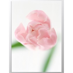 Комплект постеров "Pink tulip"