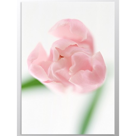 Комплект постерів "Pink tulip"