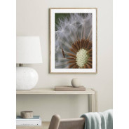Постер "Dandelion"