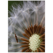 Постер "Dandelion"