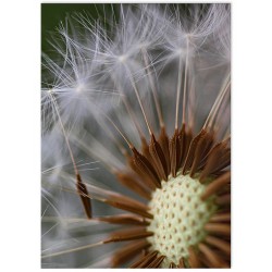 Постер "Dandelion"