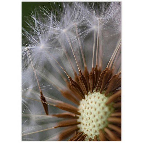 Постер "Dandelion"