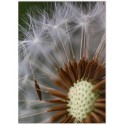 Постер "Dandelion"