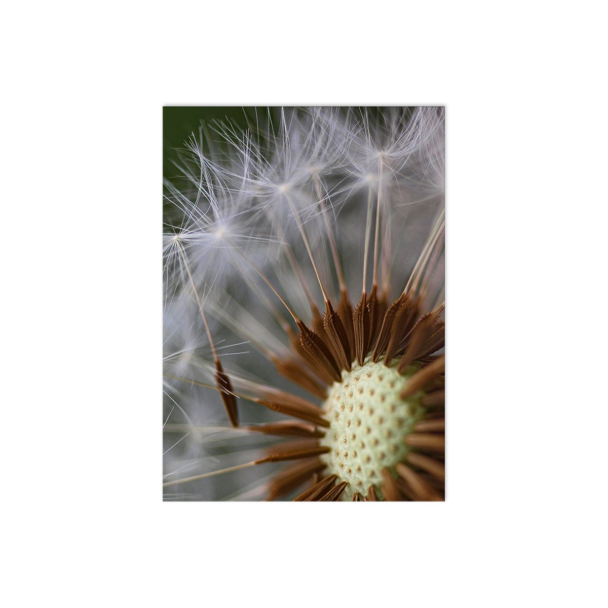Постер "Dandelion"