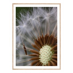 Постер в рамке "Dandelion"