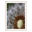 Постер в рамці "Dandelion"