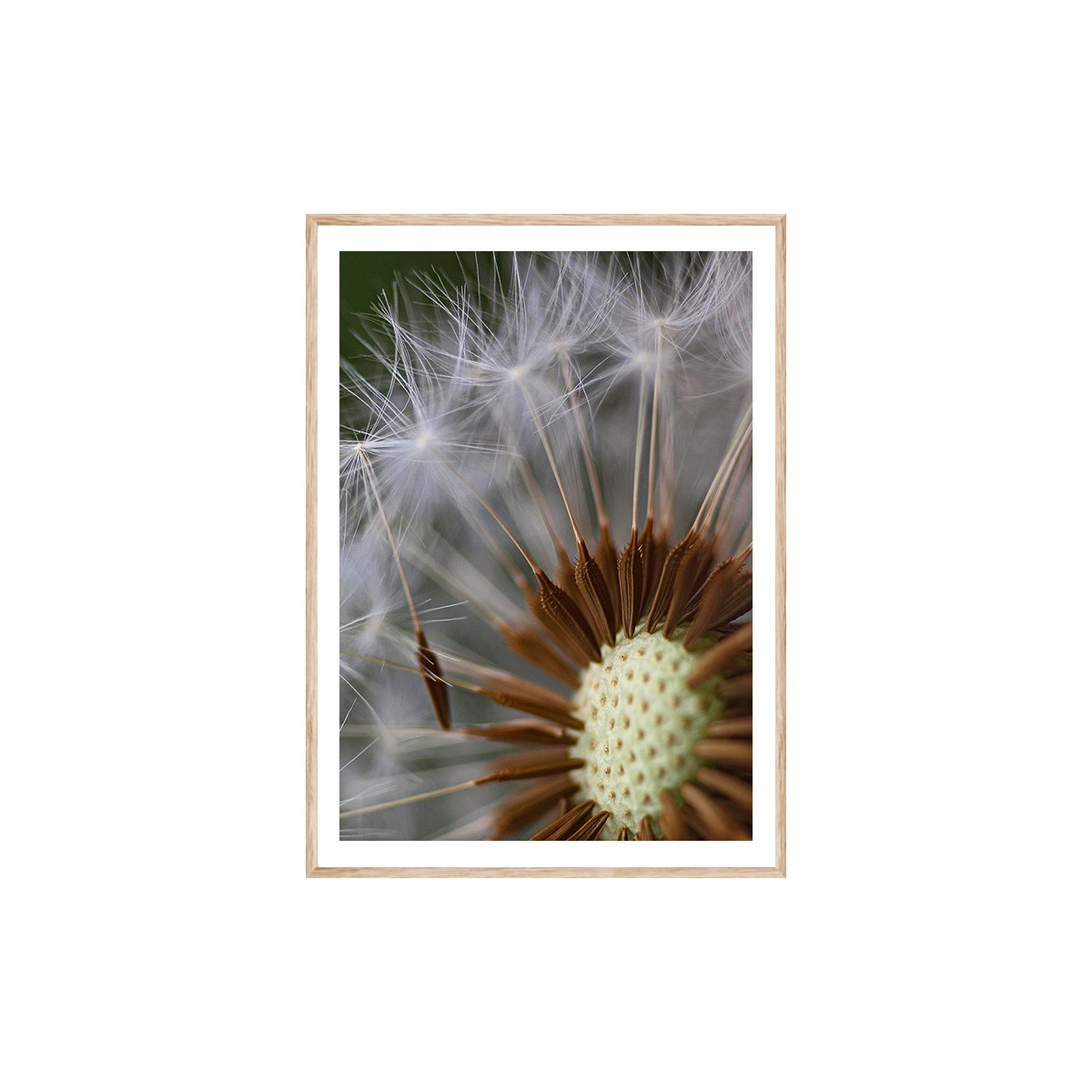 Постер в рамке "Dandelion"