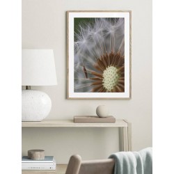 Постер в рамці "Dandelion"