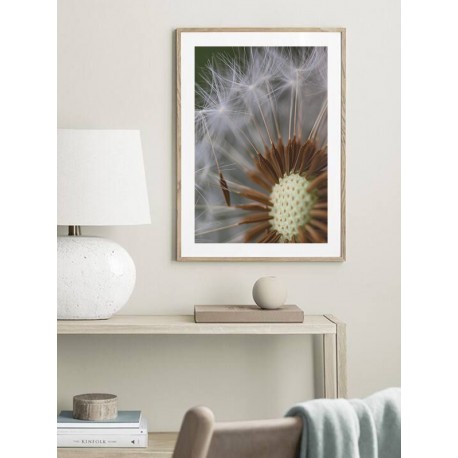 Постер в рамке "Dandelion"
