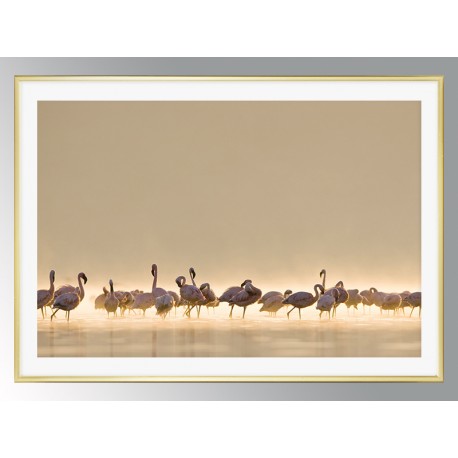 Постер "Flamingo"
