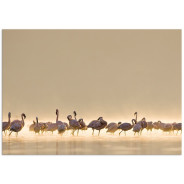 Постер "Flamingo"