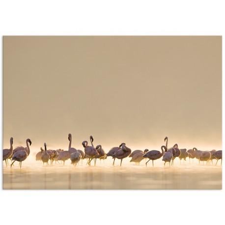 Постер "Flamingo"