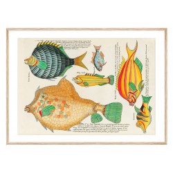 Постер "Психоделические рыбы Луи Ренара (1678–1746)"