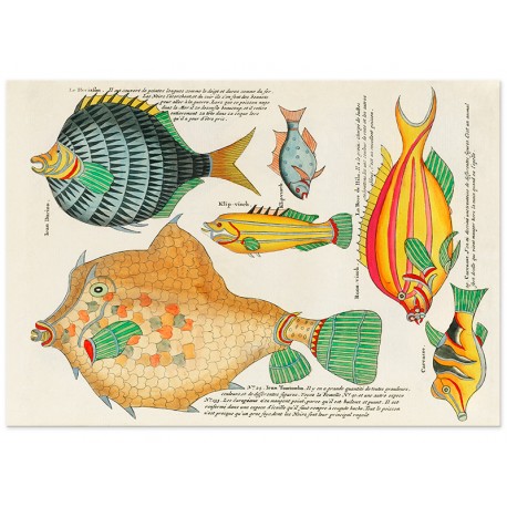 Постер "Психоделические рыбы Луи Ренара (1678–1746)"