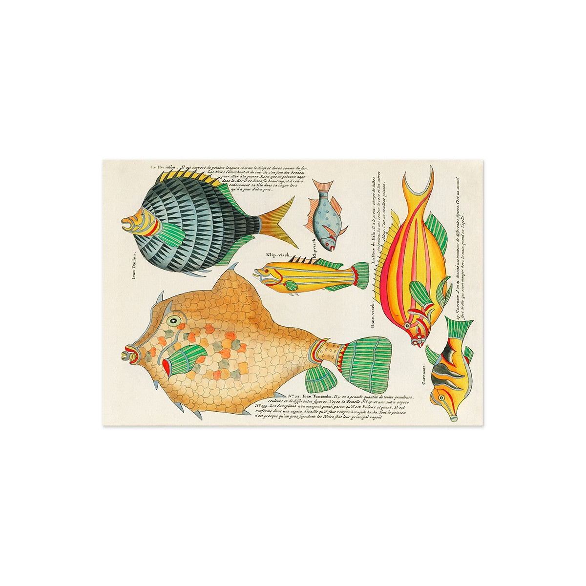 Постер "Психоделические рыбы Луи Ренара (1678–1746)"