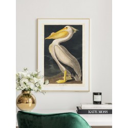 Постер "Американский белый пеликан. Джон Джеймс Одюбон (1836 г.)"