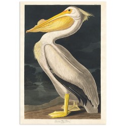 Постер "Американський білий пелікан. Джон Джеймс Одубон (1836)"