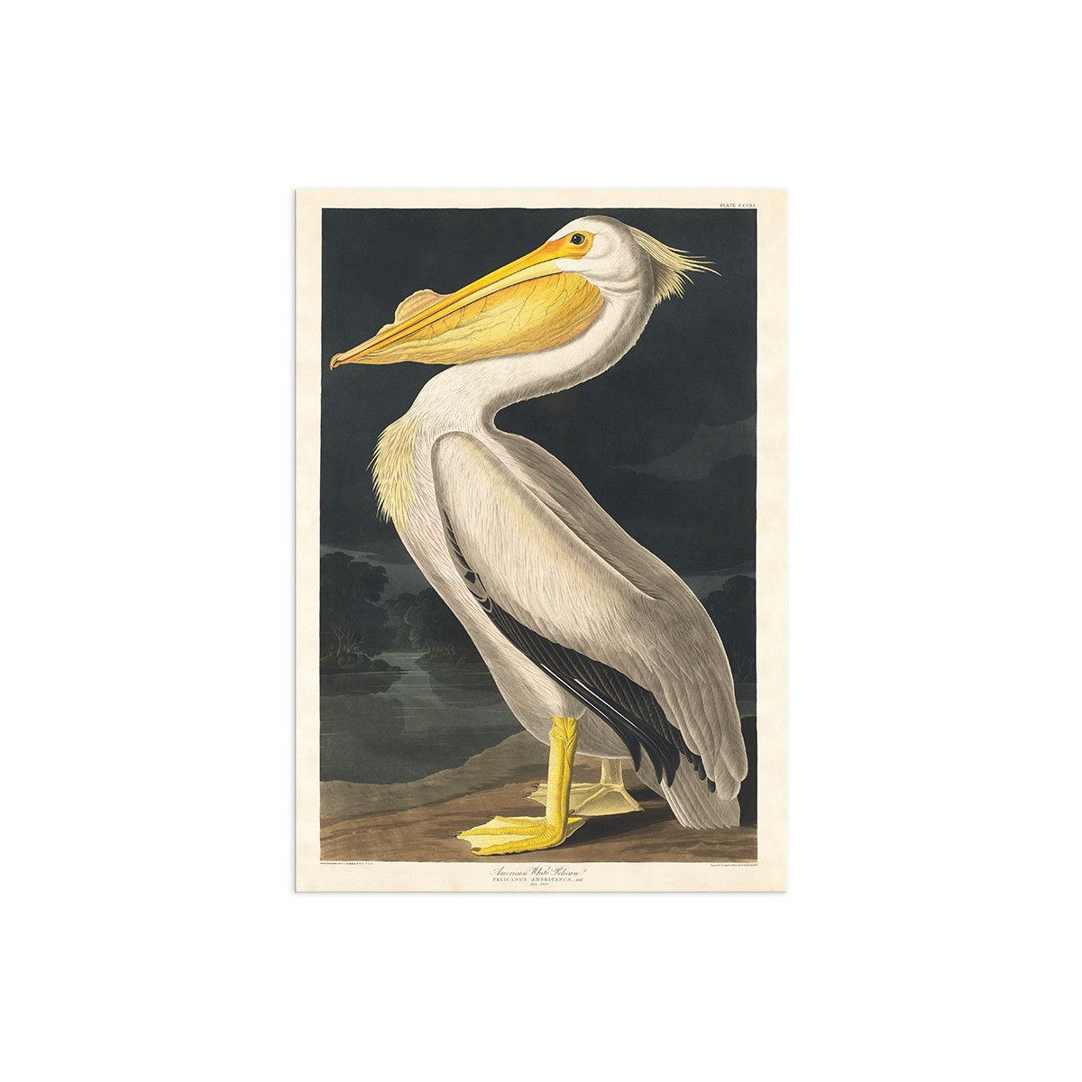 Постер "Американский белый пеликан. Джон Джеймс Одюбон (1836 г.)"