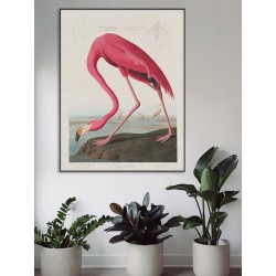 Постер "Американский фламинго. Джон Джеймс Одюбон (1838 г.)"