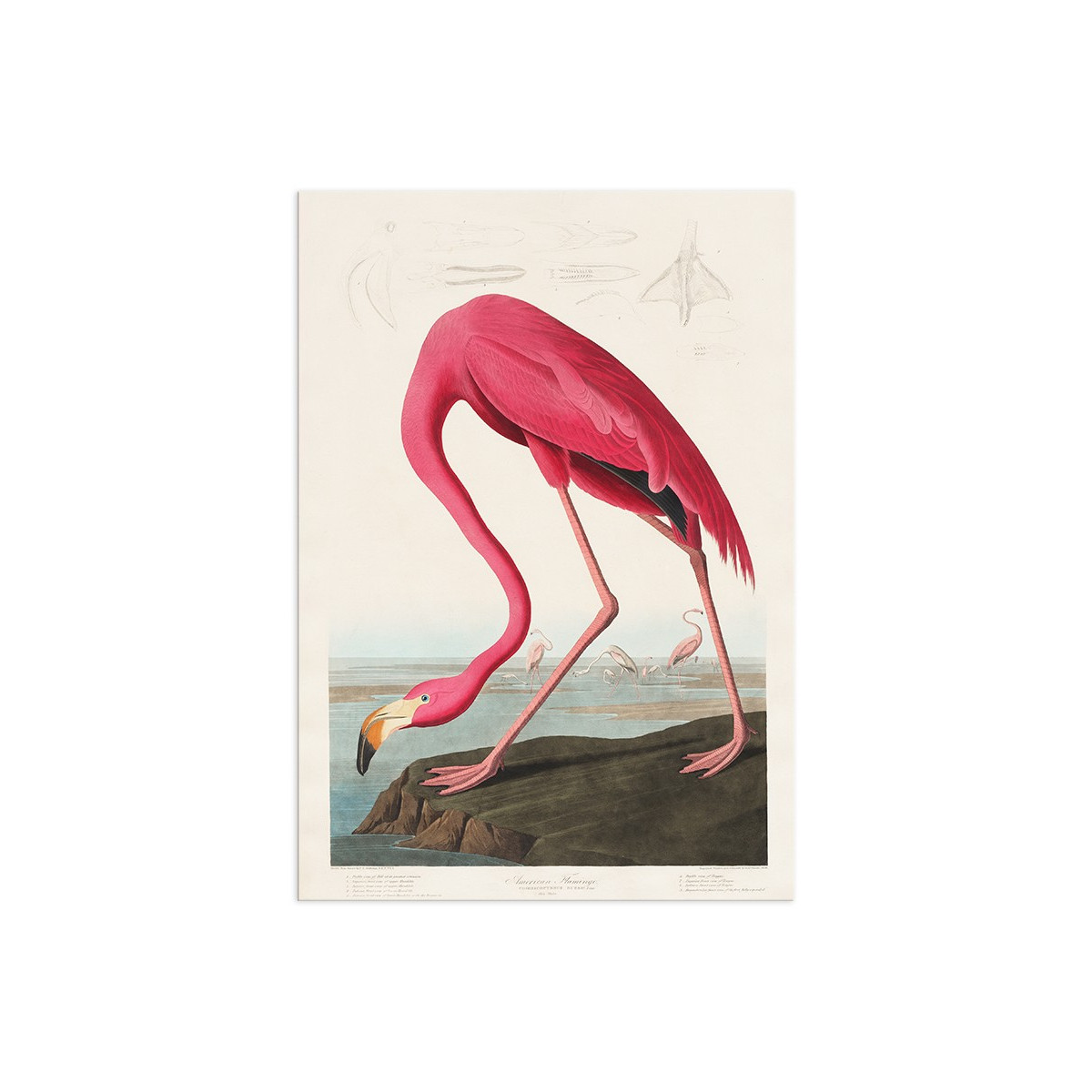 Постер "Американський фламінго. Джон Джеймс Одюбон (1838)"