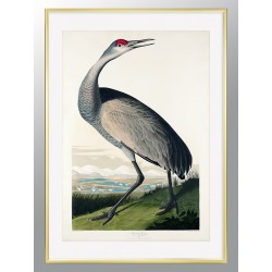 Постер "Журавль. Джон Джеймс Одюбон (1835)"